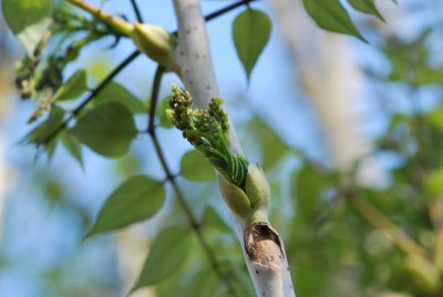 Decaisnea fargesii - dekaisnea Fargesova - jarní větévka